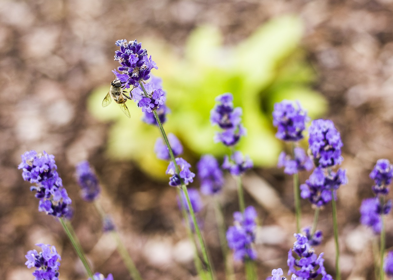 bee flower plant free photo