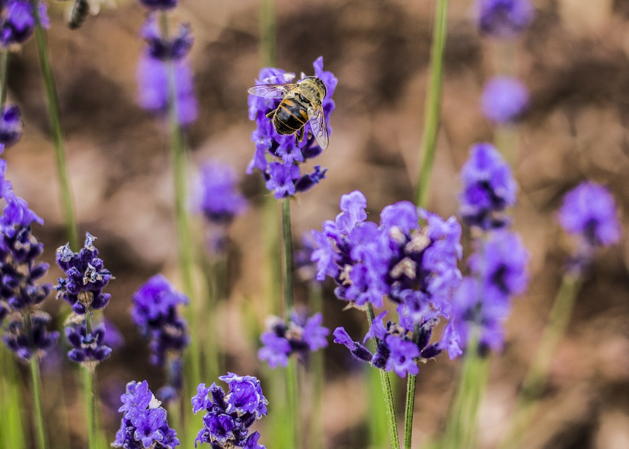 bee flower plant free photo