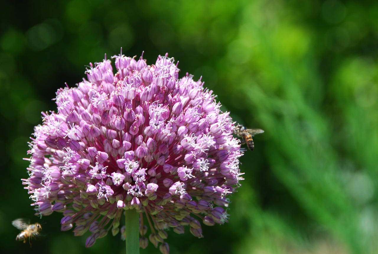 bee flower insect free photo