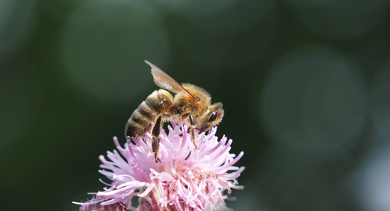 insect plant nature free photo