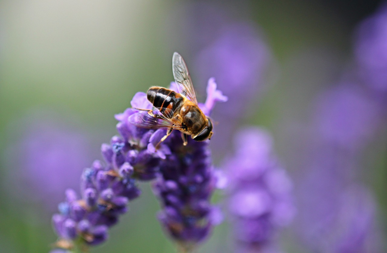 lavender hoverfly insect free photo