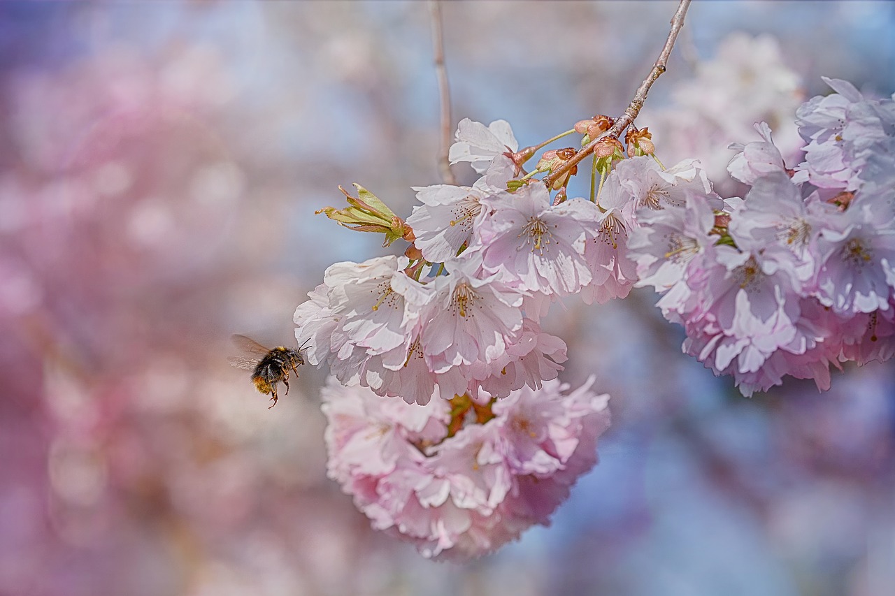 bee blossom spring free photo