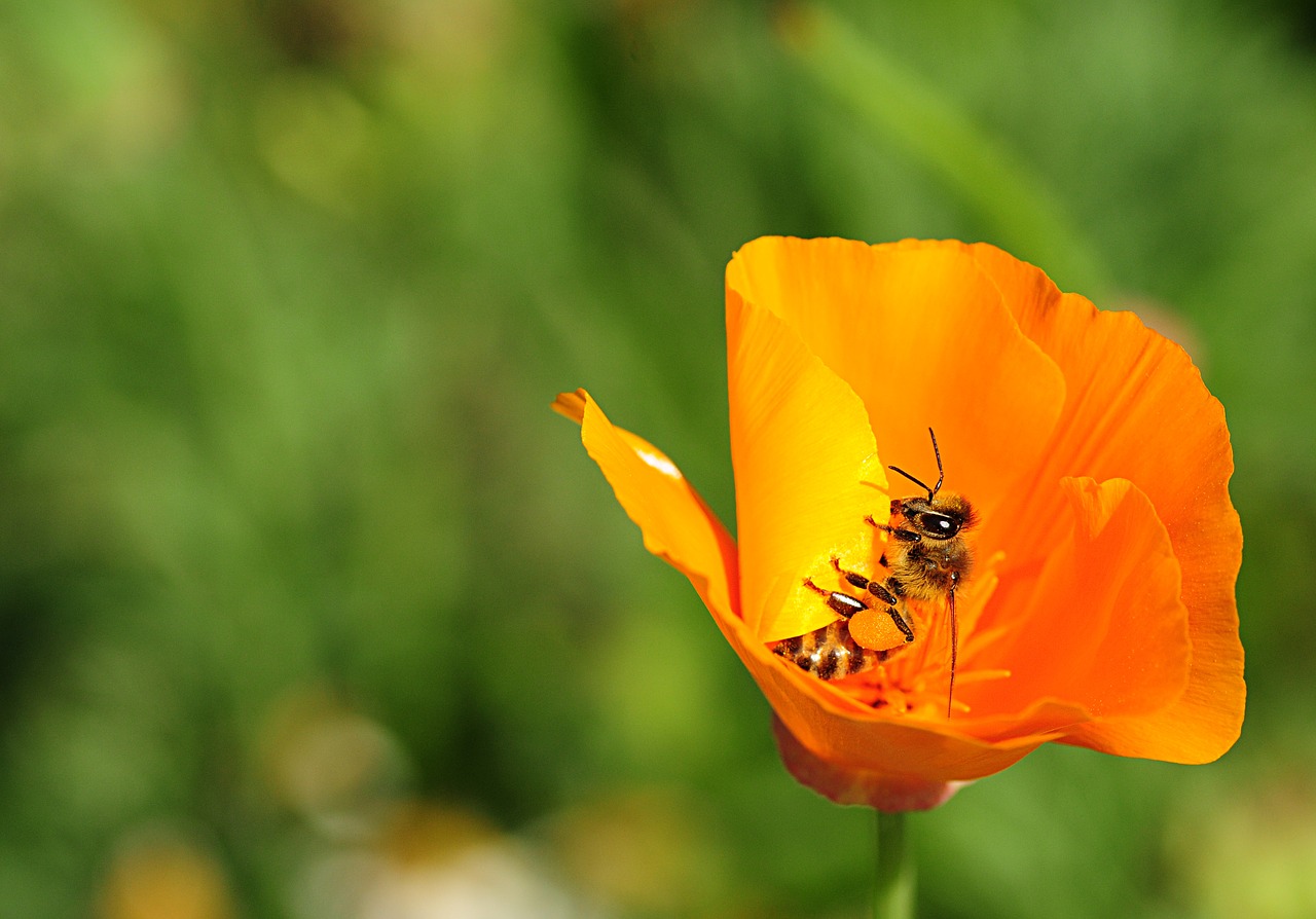 bee insect close free photo