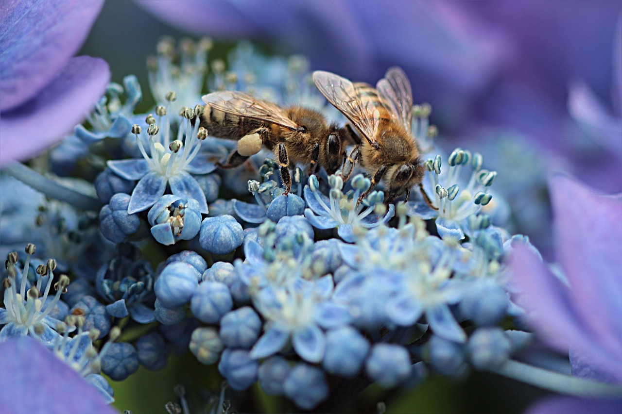 bee honey bee apis free photo