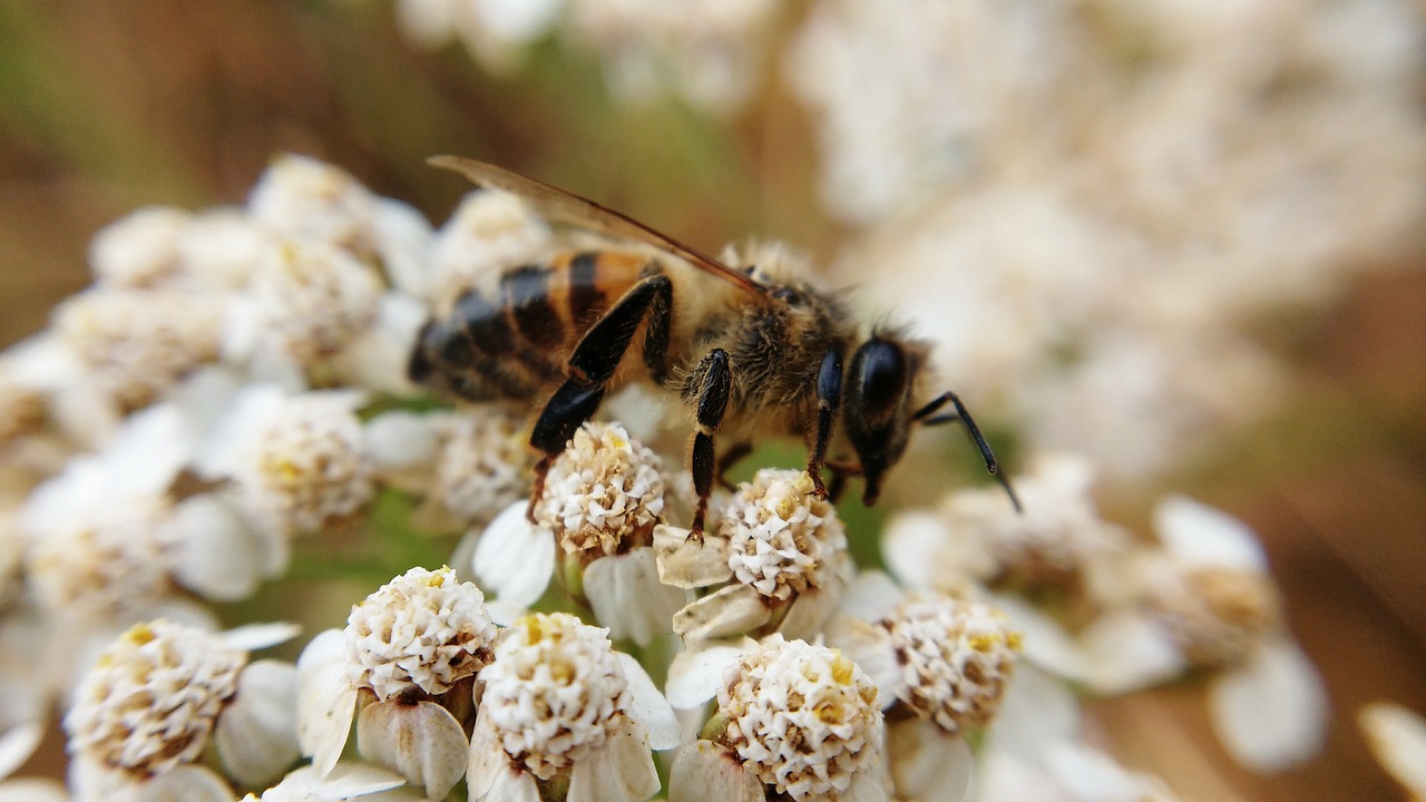 bee plant macro free photo