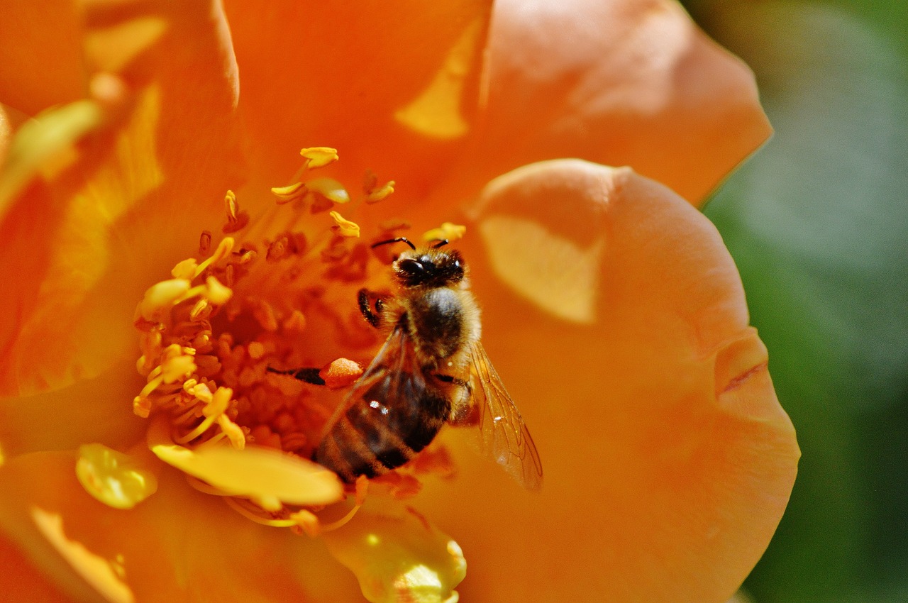 bee flower rose free photo