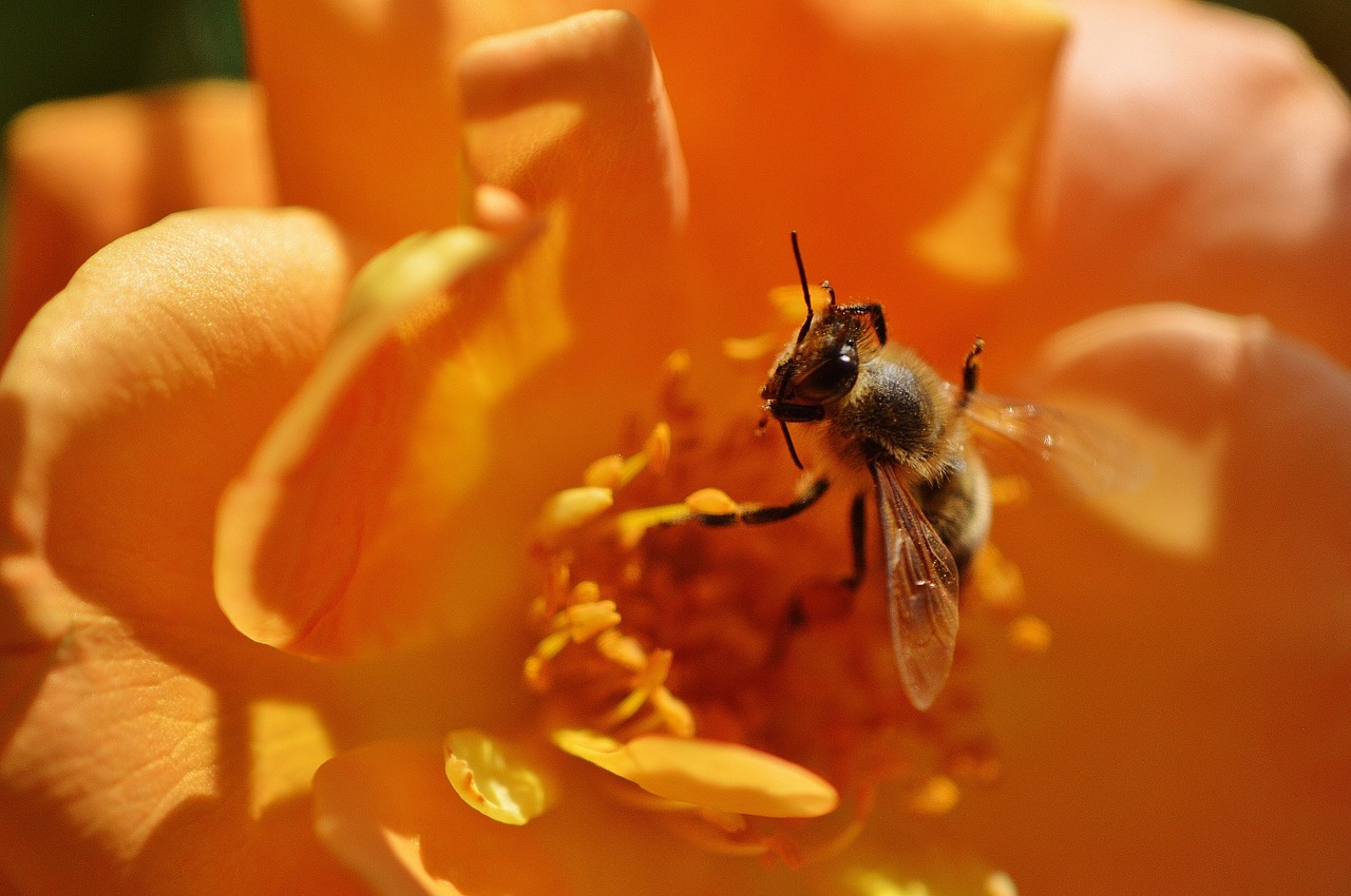 bee flower rose free photo