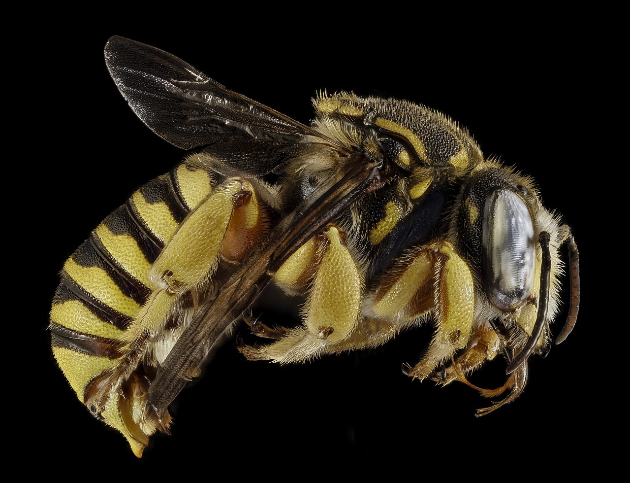 bee macro insect free photo