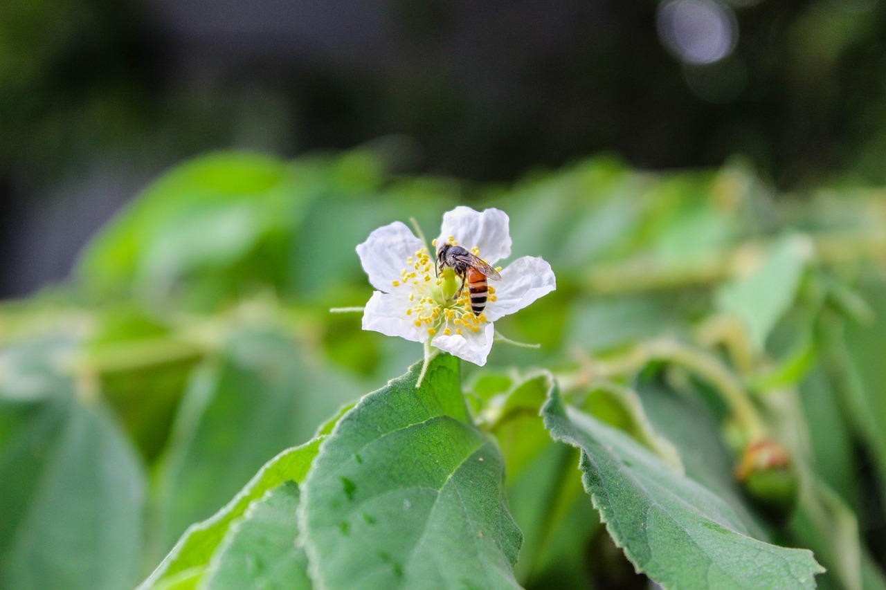 bee flowers garden free photo