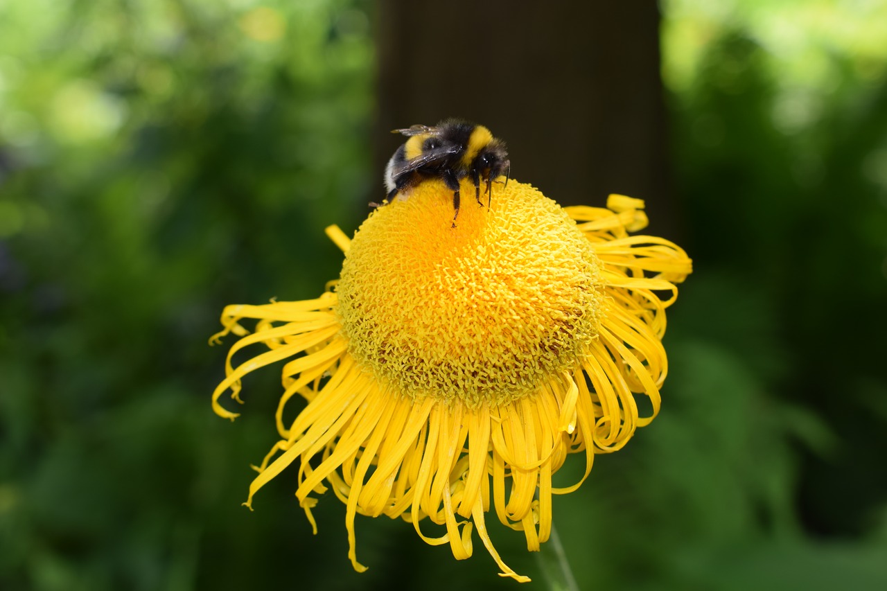 bee yellow close free photo