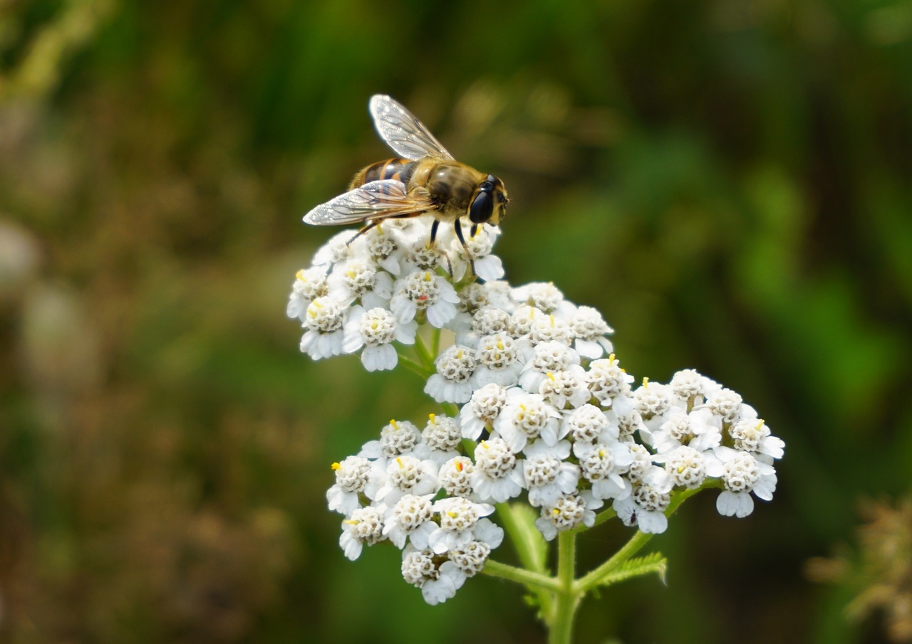 bee pollen sprinkle free photo