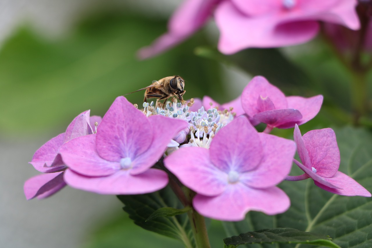 bee hydrangea blossom free photo