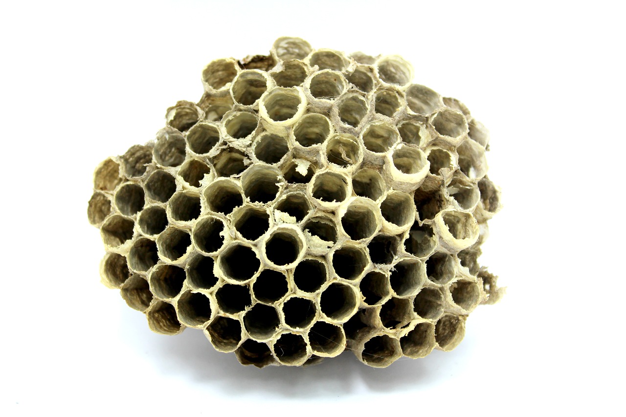 bee hive honey free photo