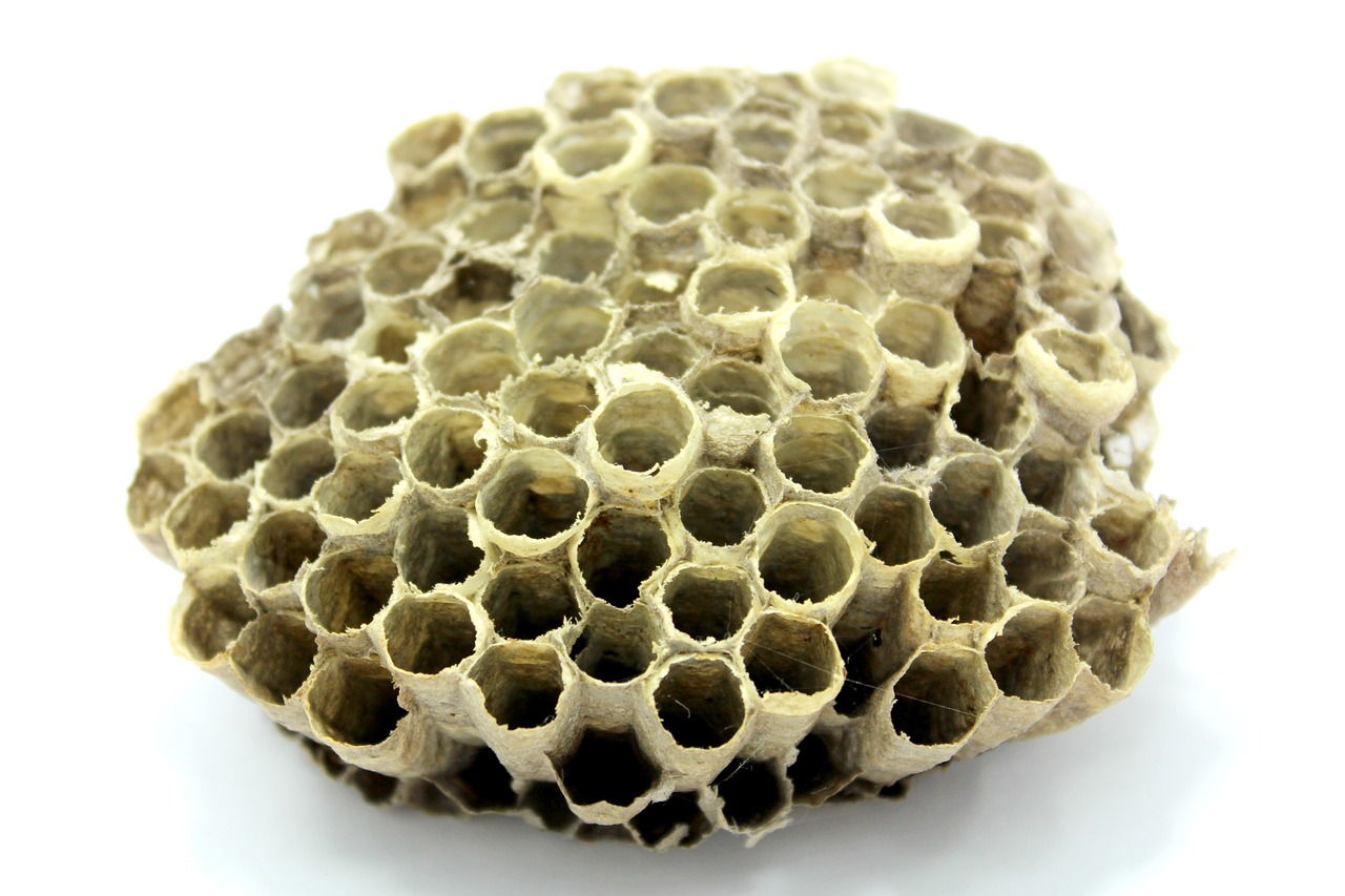 bee hive honey free photo