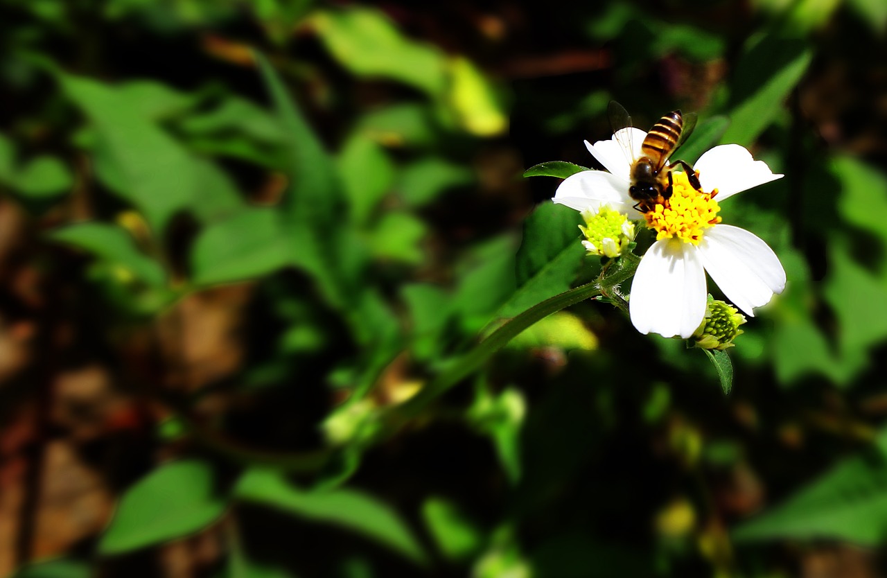 bee flower nature free photo