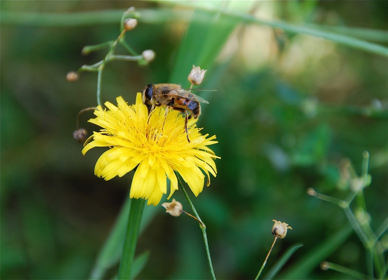 bee flower yellow free photo