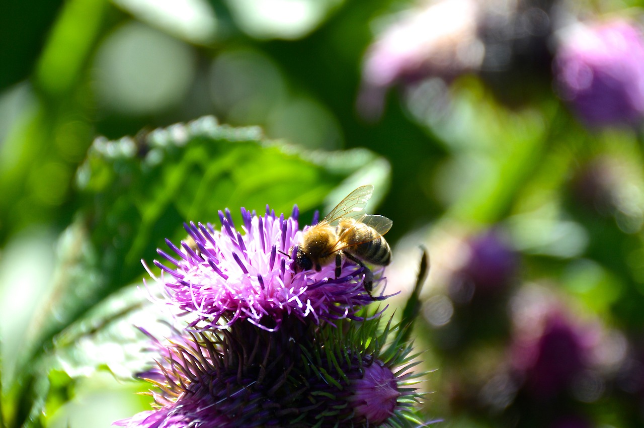 bee thistle summer free photo