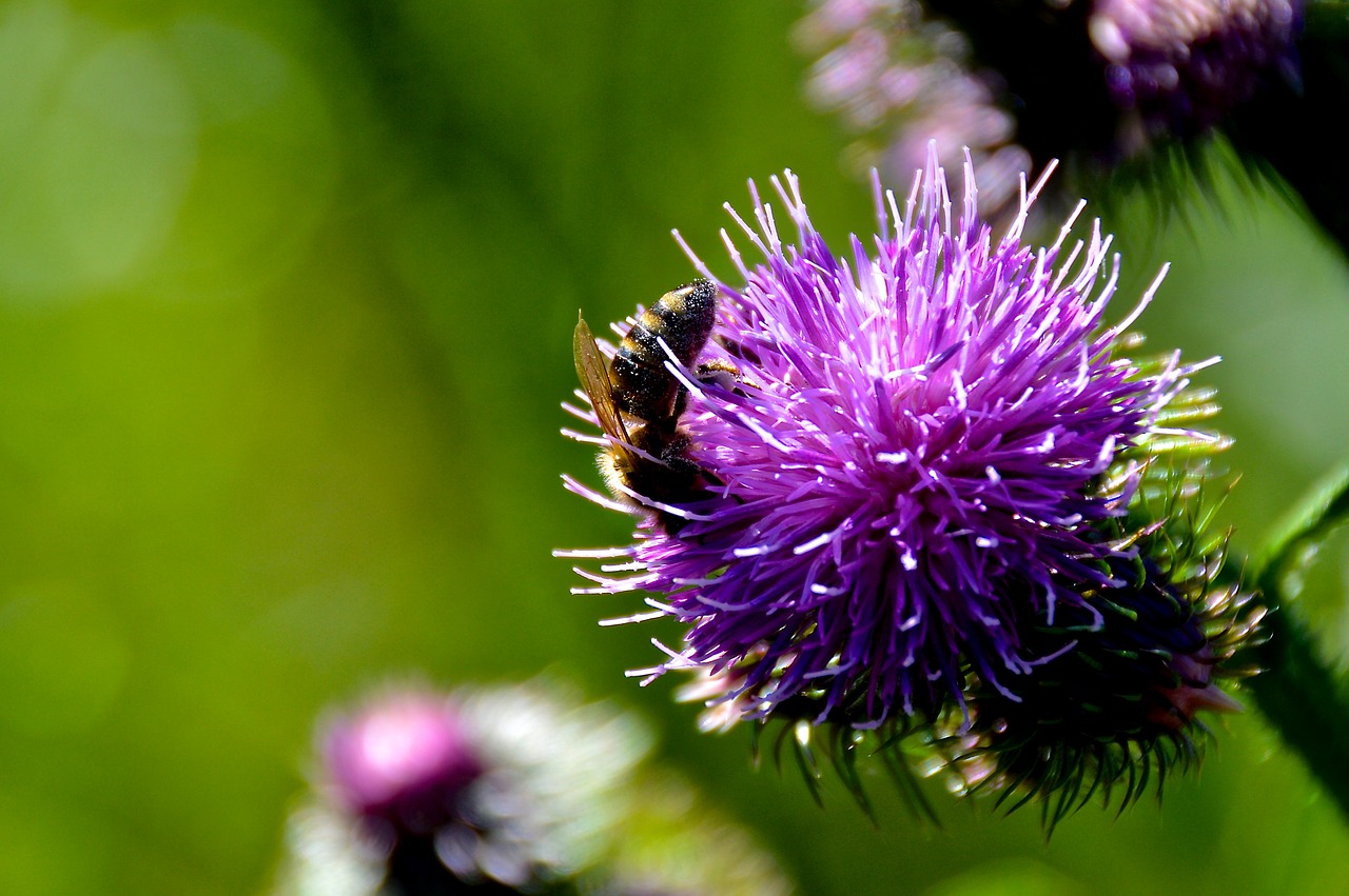 bee thistle summer free photo