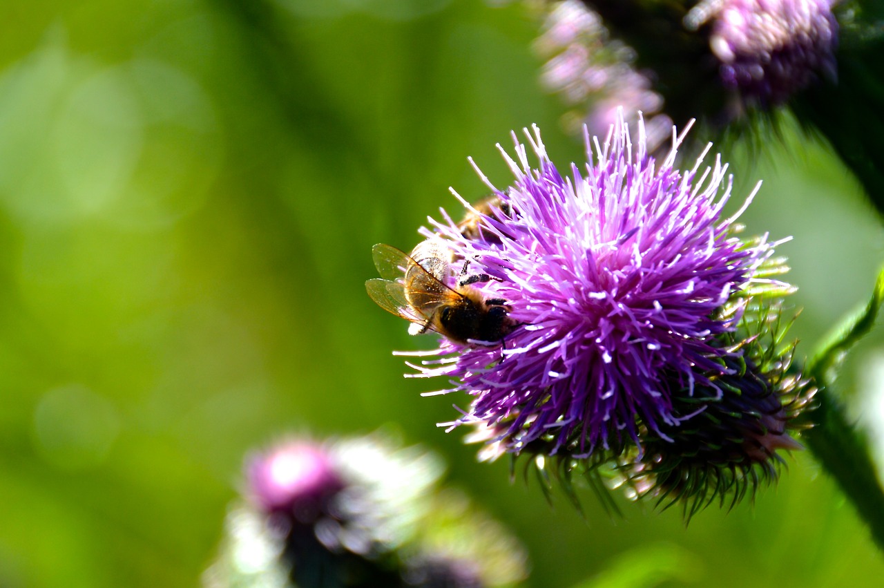 bee thistle summer free photo