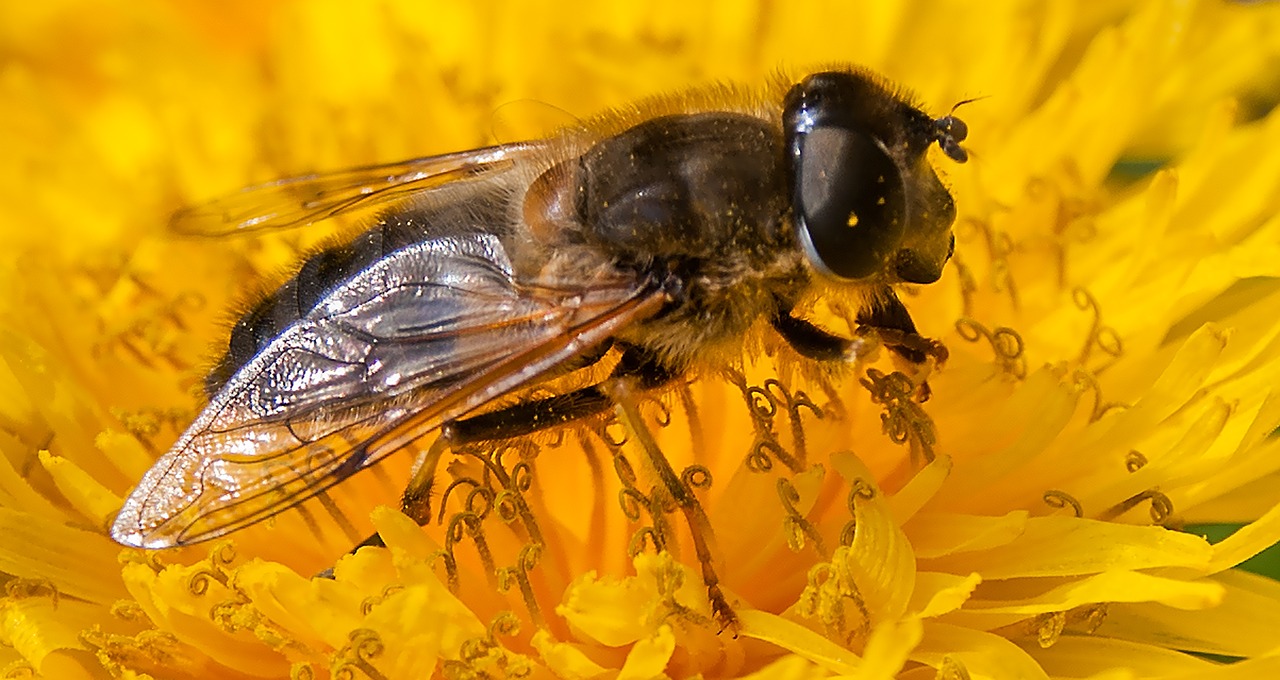 bee flower flowers free photo