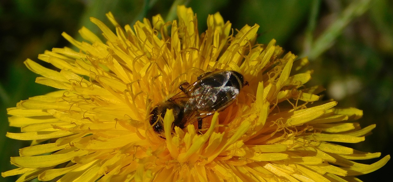 bee dandelion flower free photo