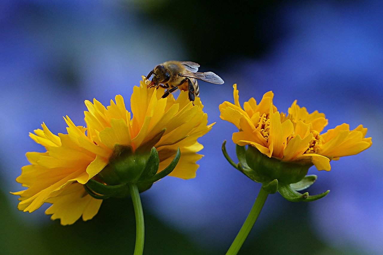 bee honey bee apis free photo