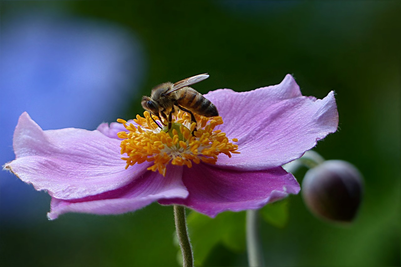 bee honey bee apis free photo