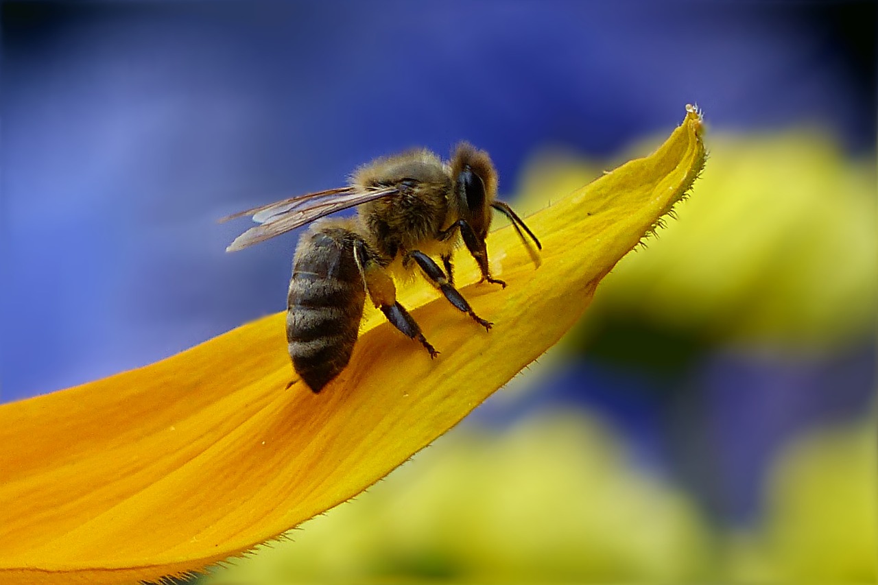 bee honey bee apis free photo