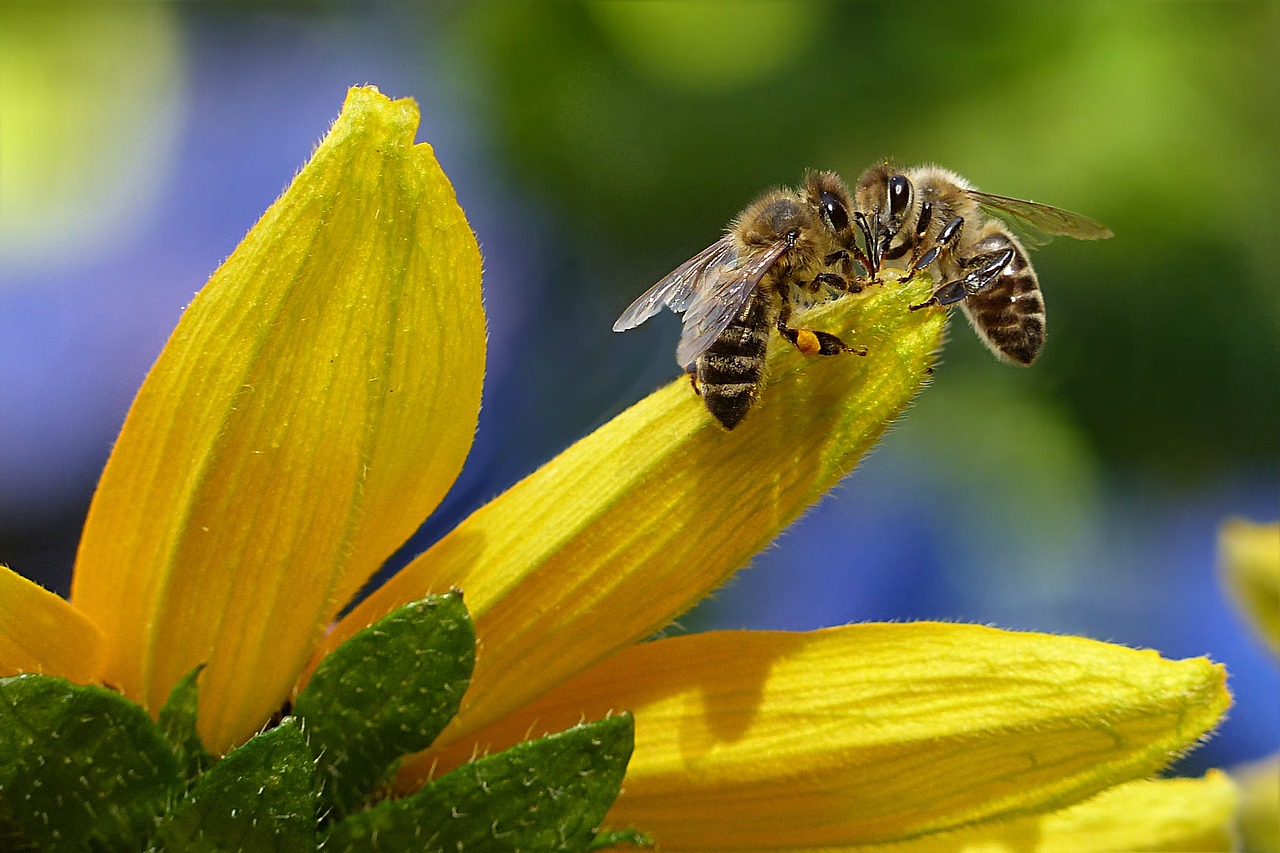 bee honey bee apis free photo