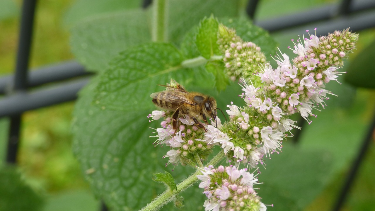 bee blossom bloom free photo