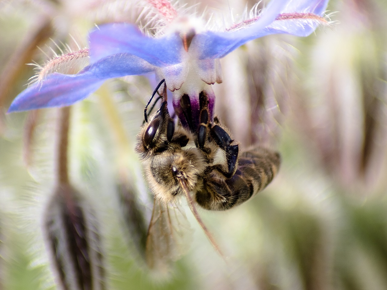 bee close insect free photo