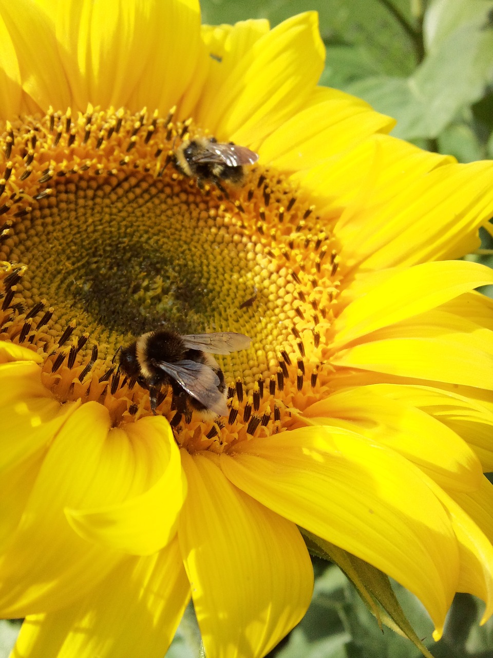 bee bumblebee sunflower free photo