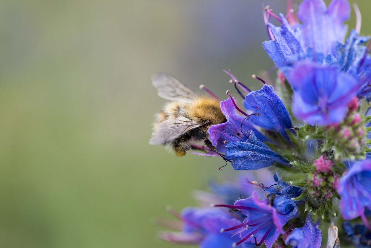 bee flower nature free photo