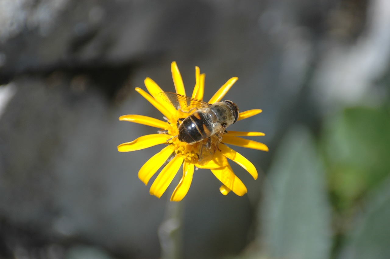 bee flower plant free photo