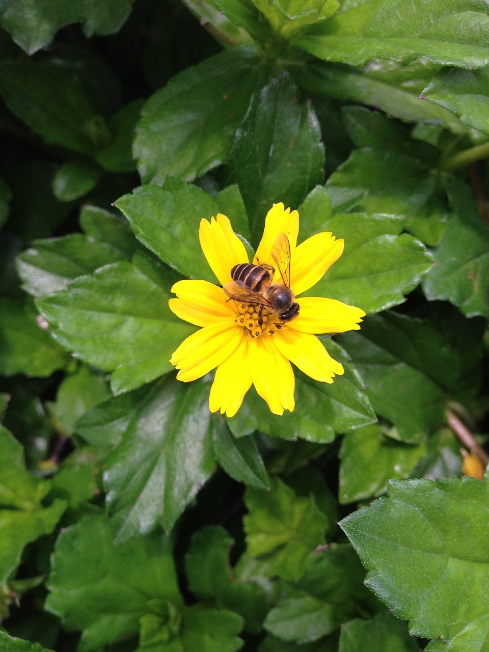 bee summer flowers yellow free photo