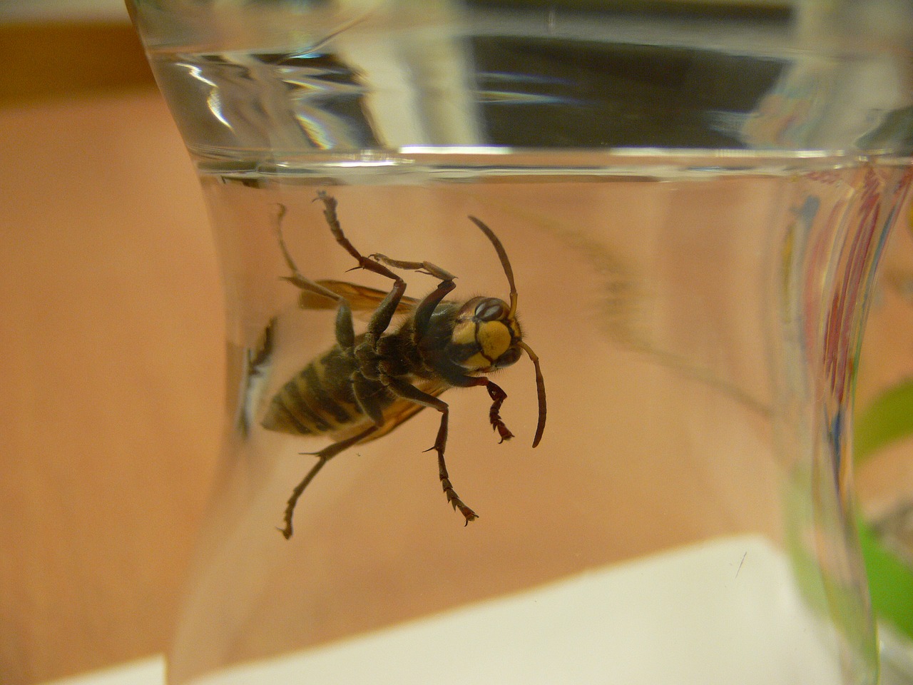 bee glass wasp free photo