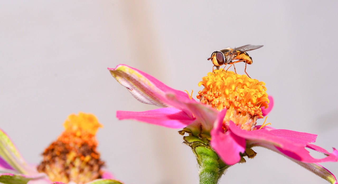 bee flower nature free photo