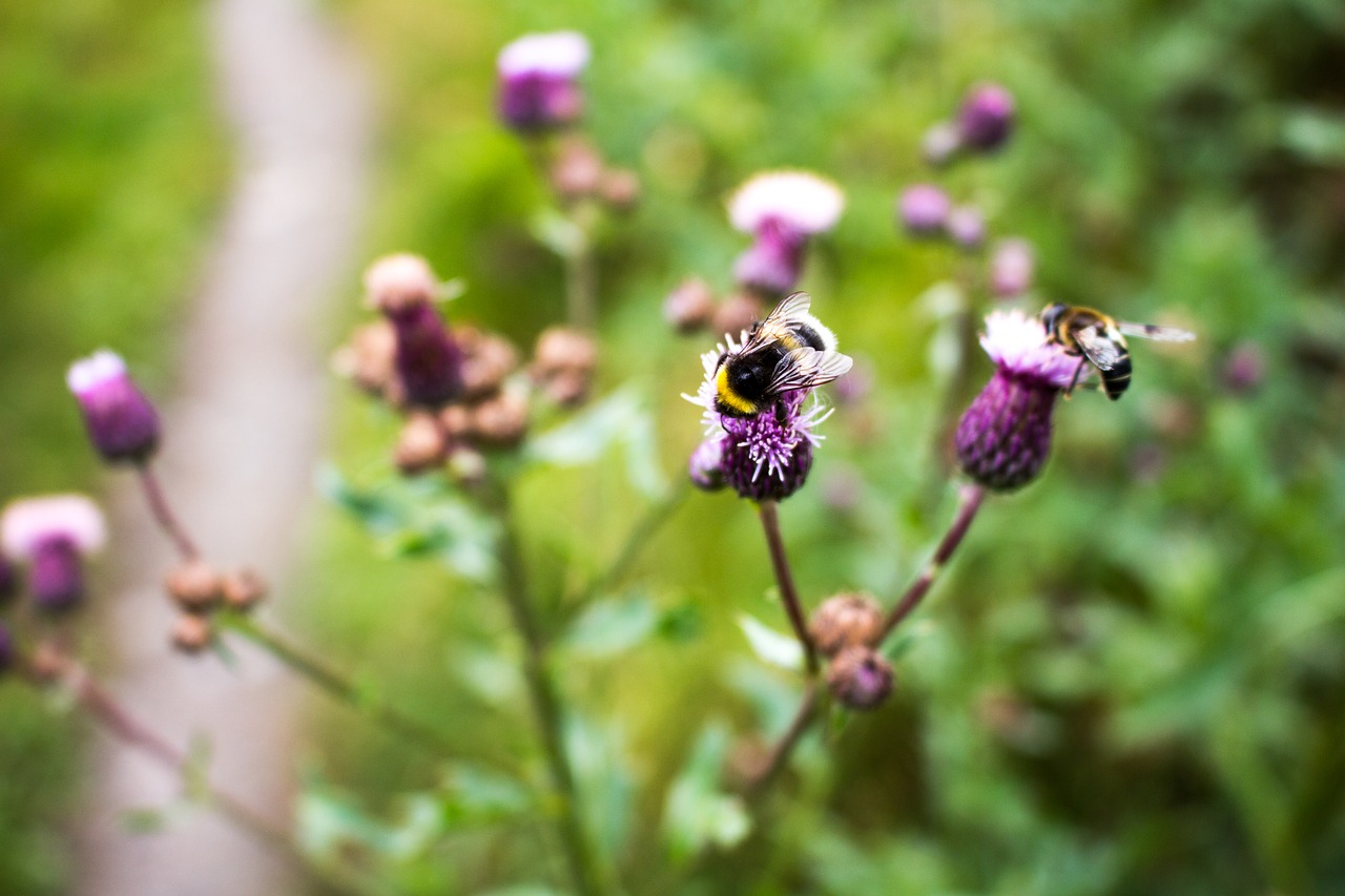 bee summer bumblebee free photo