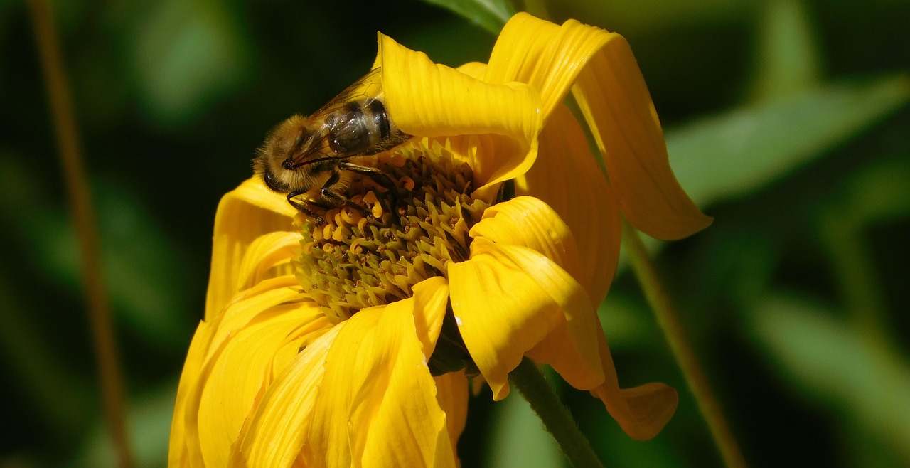 bee bee on flower hard working free photo