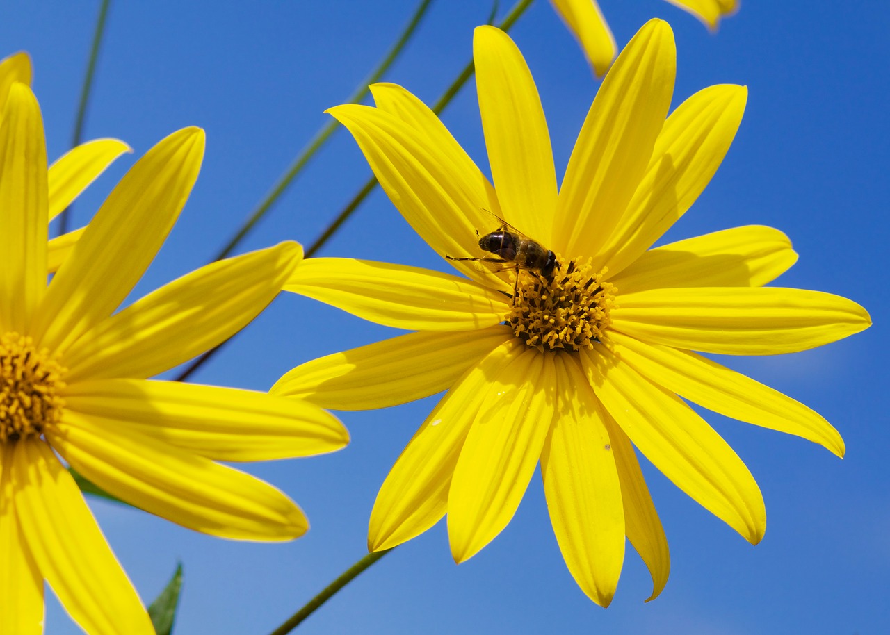 bee geese flower flower free photo