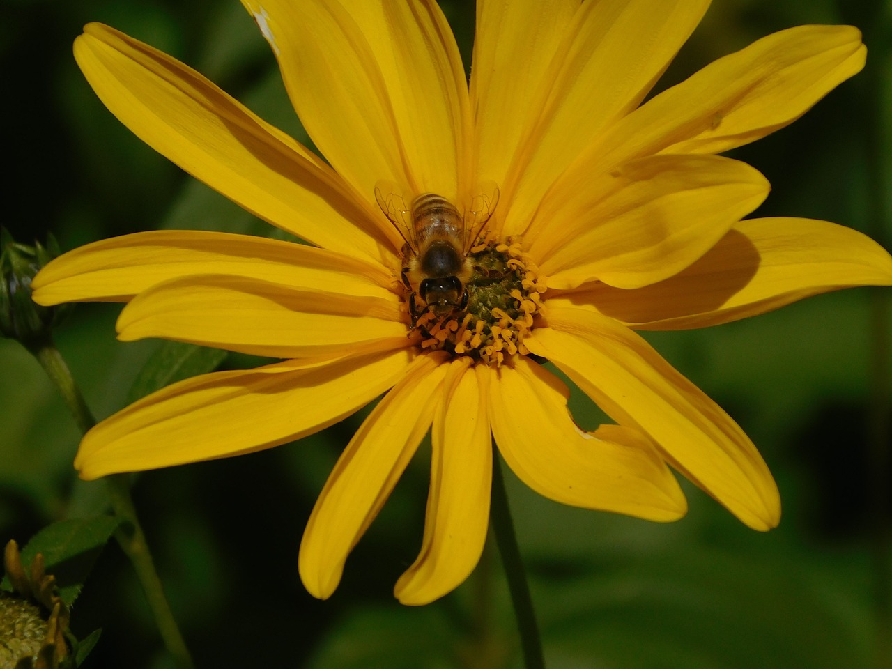 bee pollination sprinkle free photo
