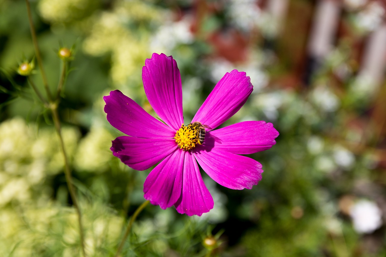 bee flower macro free photo