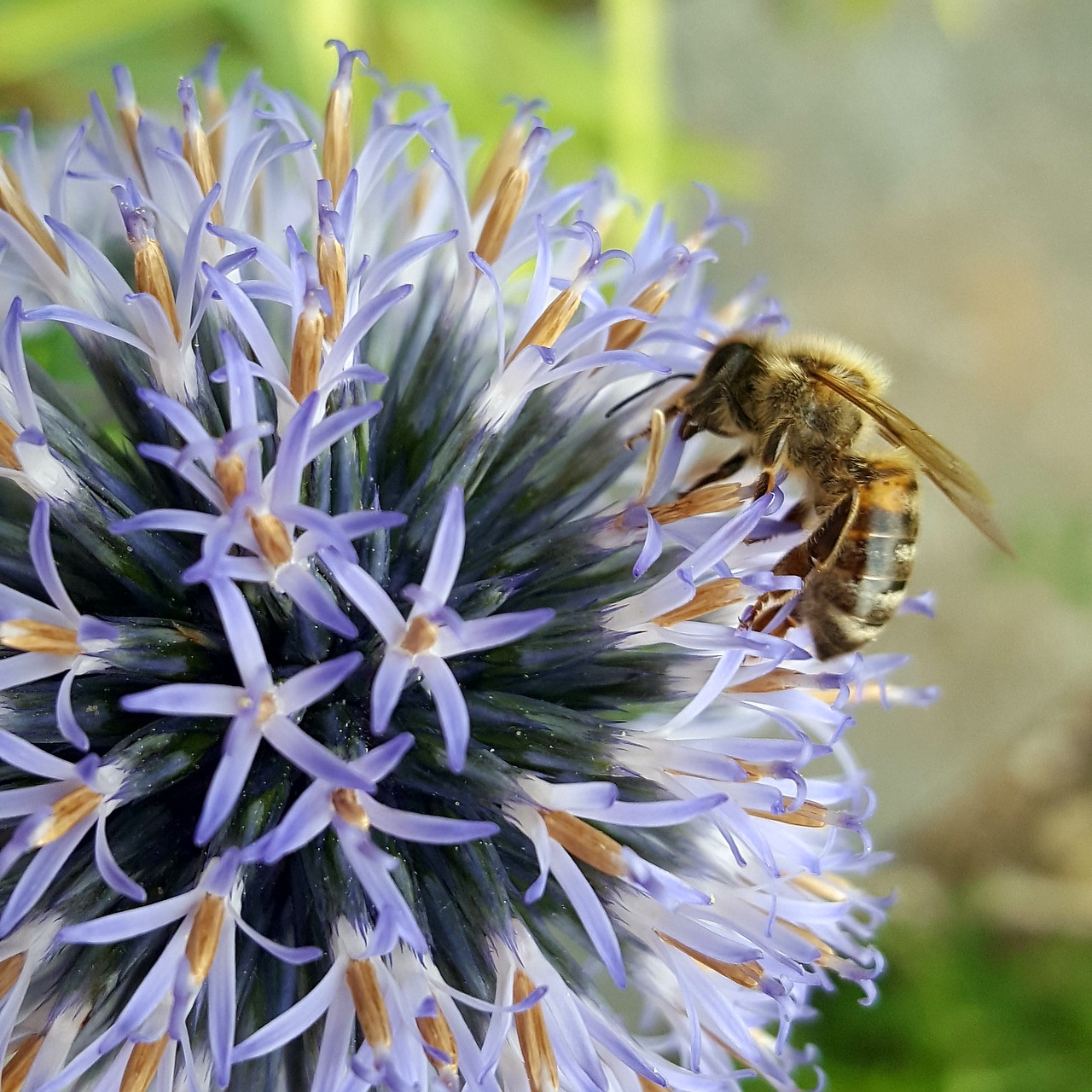 bee thistle insect free photo