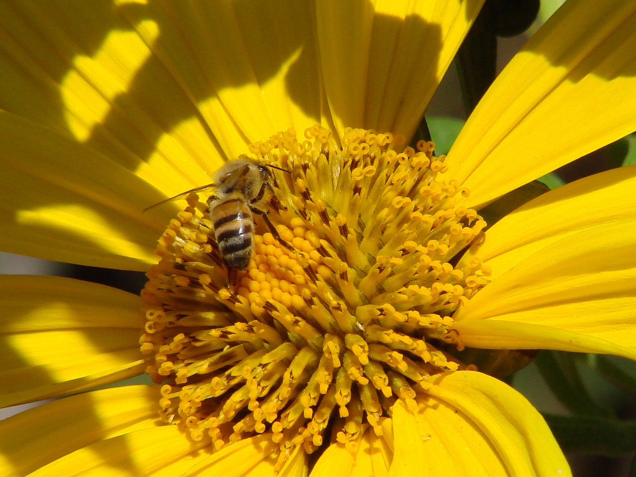 bee flower yellow free photo