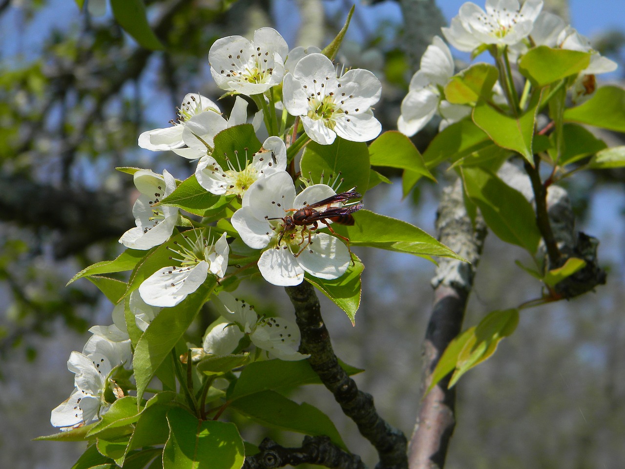 bee flowers nature free photo