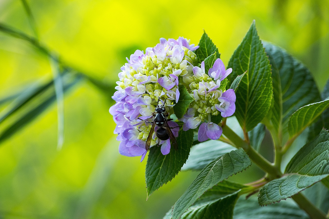 bee flower pollen free photo