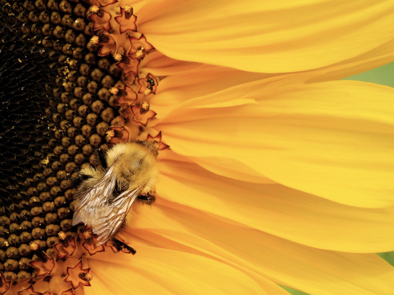 bee bumblebee pollinate free photo