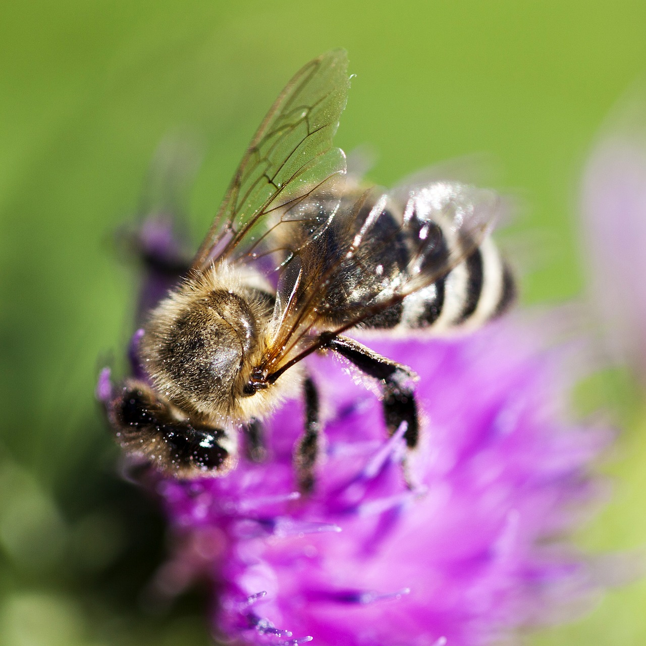 bee clover pink flower free photo