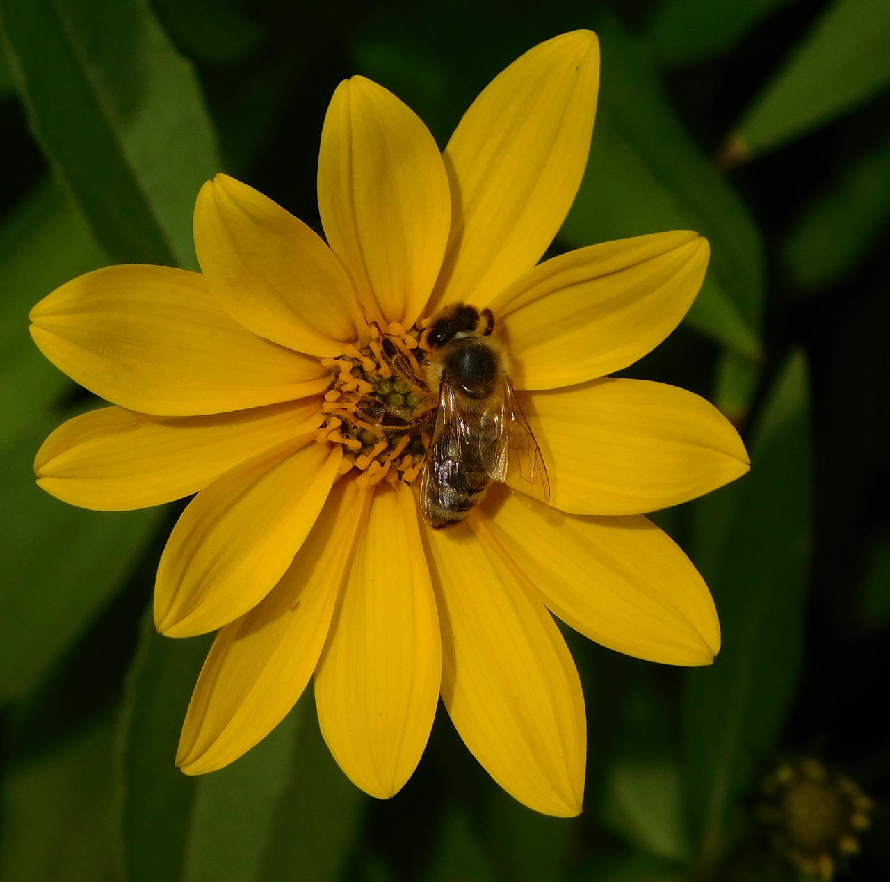 bee bee on flower on a flower free photo