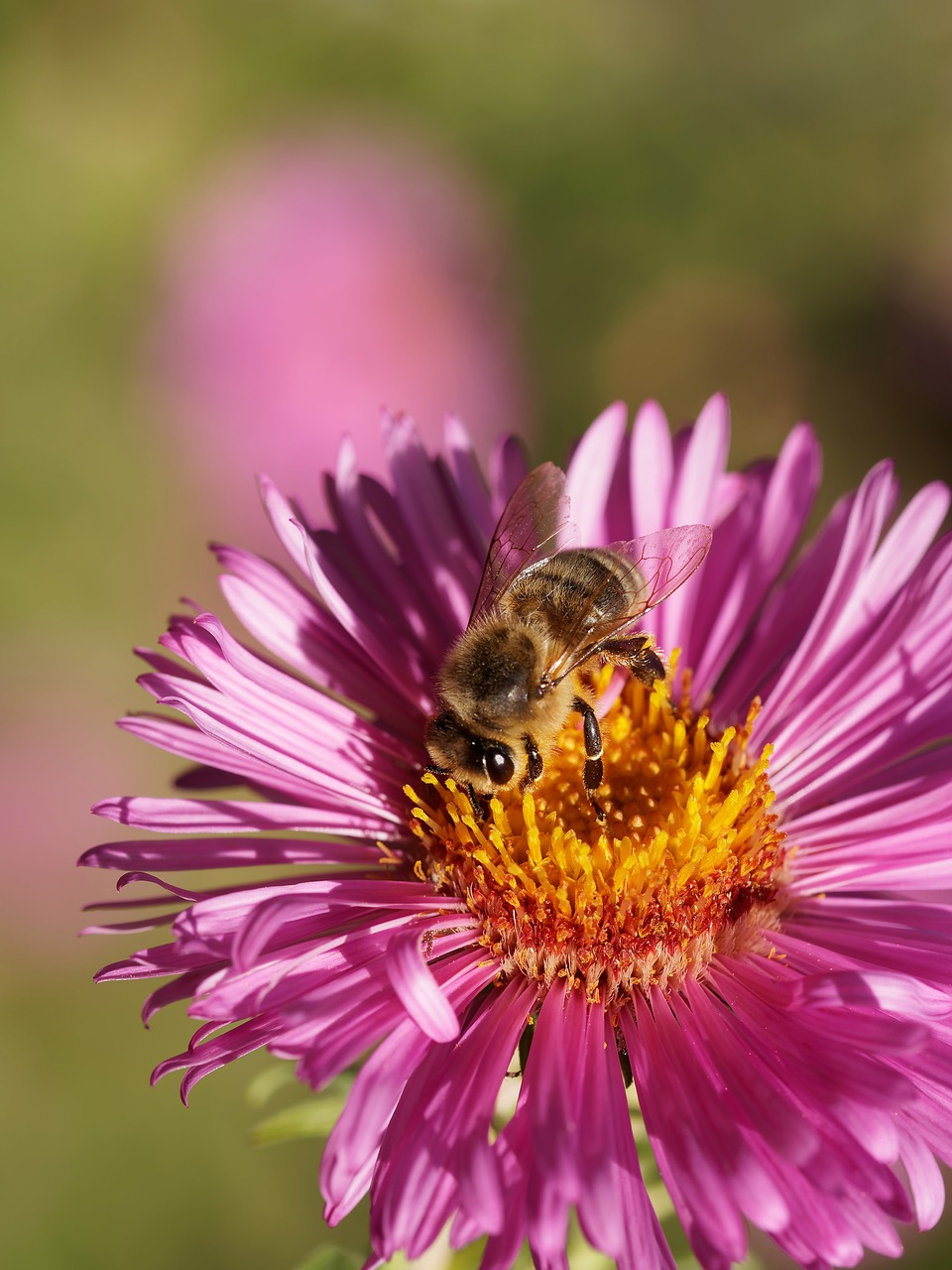 bee aster nectar free photo